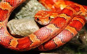 Image Result For Orange Snake Corn Snake Snake Wallpaper Snake