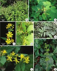 Image result for Triumfetta digitata