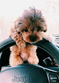 $3,000 (vista north san diego county ) pic hide this posting restore restore this posting. Puppies For Sale Near Me Craigslist Michigan