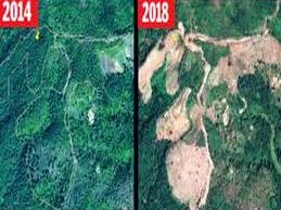 A wildlife corridor, habitat corridor, or green corridor1 is an area of habitat connecting wildlife populations separated by human activities or structures (such as roads, development, or logging). 1 600 Acres Of Forest Cut In Key South Konkan Wildlife Corridor Mumbai News Times Of India