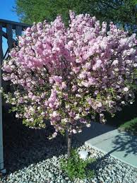 Las vegas landscaping can be tough at times given the extreme weather conditions, hot to cold. Inspirational Flowering Plum Tree Images Top Collection Of Different Types Of Flowers In The Images Hd