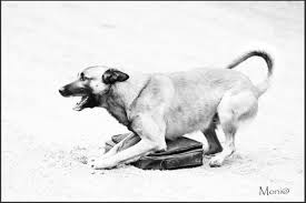 Royal dutch police dog association, holland) somewhat frequently. Politie Hond Foto Van Art Of Moons Zoom Nl