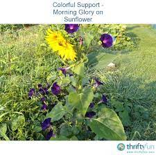 Morning Glory Growing On Sunflower Garden Vines Morning Glory Planting Flowers