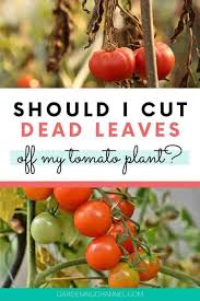 Maybe you would like to learn more about one of these? Should I Cut Dead Leaves Off My Tomato Plant Gardening Channel