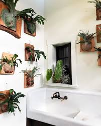 Birds Nest Fern Cats 15 Houseplants That Are Beautiful And Safe For Cats And Dogs Plants Easy House Plants Cat Plants