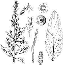 Image result for foto Lobelka