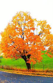 fall in oregon oregon falls beautiful landscapes landscape trees