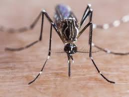 Words We Re Watching Zika Virus Merriam Webster
