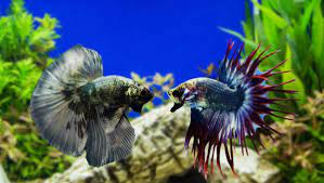Maybe you would like to learn more about one of these? How To Care For Siamese Fighting Fish Liverpool City Champion Liverpool Nsw