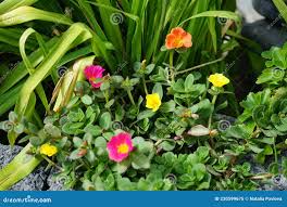 Image result for Portulacaceae