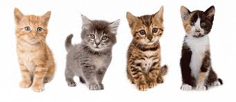 Resultado de imagen de Para el mes de los gatos