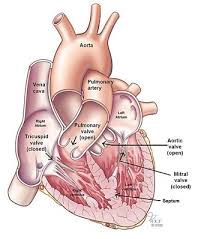 These vessels transport blood cells, nutrients, and oxygen to the tissues of the body. Your Heart Blood Vessels