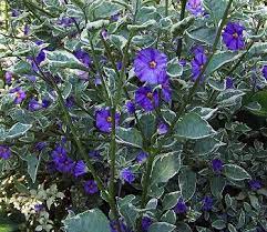 Lycianthes Rantonnei Lynns Variegated Variegated Bloom Container Gardening