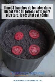Il Met 4 Tranches De Tomates Dans Un Pot Avec Du Terreau Et 10 Jours Plus Tard Le Resultat Est Geni Trucs Et Astuces Jardinage Cultiver Des Tomates Tomates