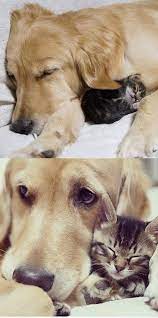 A Kitten Who Was Rejected By Its Mother Was Taken Care By A Golden Retriever Omg These Pictures Are Outrageously Cute Cat Yawning Golden Retriever Dog Lady