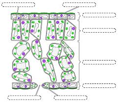 Start studying leaf anatomy worksheet. Http Www Lumpty Com Science Biology Photosynthesis Leafsection Leafsection Pdf