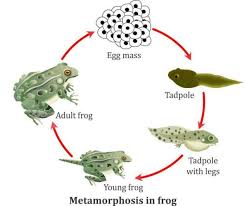 Metamorfosis tidak sempurna merupakan kebalikannya dari metamorfosis sempurna, dimana proses pertumbuhan biologi hewan serangga tidak melalui tahapan yang komplit, hanya ada 3. Mengenal Metamorfosis Sempurna Pada Hewan Serta Contohnya