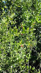 Image result for Crossopetalum