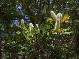 Image result for Rotala capensis