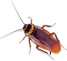 Stanley pest control will design a comprehensive plan for complete bed bug removal. Pest Control San Diego San Diego Pest Management
