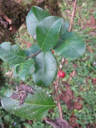 Image result for Maytenus undata