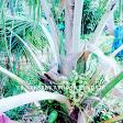 Malabar Hybrid Green product image