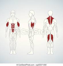 Full Length Muscle Body Front Back View Of A Standing Man Vector Illustration Isolated On Black Background Canstock