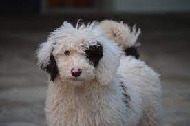 Low or no shed, great playmate for children, excellent temperament; Mini Saint Berdoodle Puppies Crockett Doodles