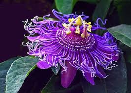 Colour Series Kaleidoscopic Tour Strange Flowers Beautiful Flowers Purple Passion Flower