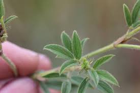 Image result for Stylosanthes fruticosa
