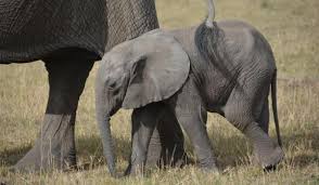 Check spelling or type a new query. Faq On African Elephants Iucn