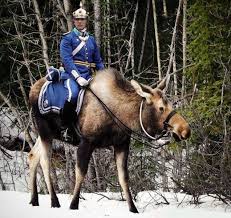 Swedish Special Forces Moose Pictures Animals Cute Animals