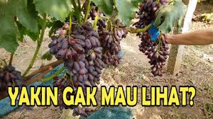 Maybe you would like to learn more about one of these? Cara Menanam Anggur Trellis System Terbukti Berbuah Sangat Banyak Youtube