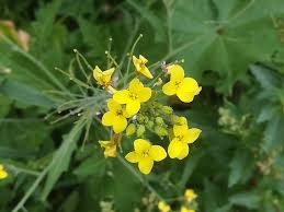 Image result for Erucastrum