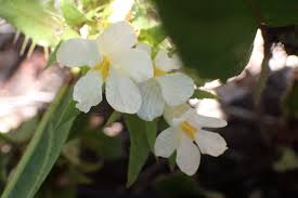 Image result for Crabbea nana