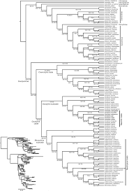 Image result for Hetaeria heterosepala