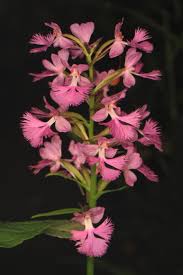 Image result for Pyrenacantha grandiflora