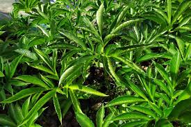 Untuk kebutuhan di beberapa industri kami selaku tim pemasaran untuk porang kering atau konjac cips siap membeli porang ,terutama yang kering. Pemprov Babel Datangkan Bibit Porang Dari Madiun Siapkan Lahan 1 200 Hektar Halaman All Kompas Com