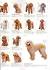 Summer Toy Poodle Haircuts