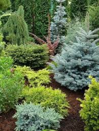 And bright yellows practically sing next to a dark green. 25 Best Blue Colorado Spruce Ideas Colorado Spruce Plants Evergreen Garden