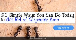 Wash off the dead ants, soak in more sugar water and place back near the trail until you no longer see any dead ants when squeezing out the sponge. How To Get Rid Of Carpenter Ants 15 Simple Ways To Kill Carpenter Ants