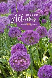 Deadheading is the only necessary pruning. All About Alliums Garden Therapy