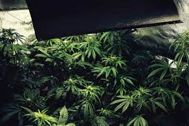 The hps vs led grow light matchup is a clash of the titans. Die Vor Und Nachteile Von Lec Lampen Fur Den Cannabisanbau Rqs Blog