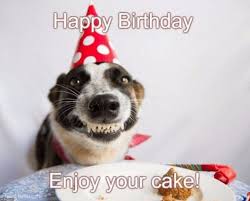 101 Funny Happy Birthday Dog Memes For Paw Lovers Everywhere Dog Birthday Wishes Happy Birthday Dog Meme Birthday Meme Dog