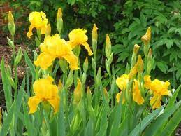 Iris Pseudacorus Flowers Growing Irises Flower Seeds Planting Flowers