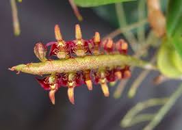 Image result for Bulbophyllum falcatum