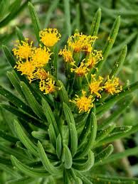 Image result for Senecio barbertonicus