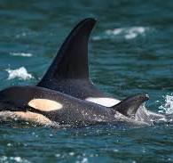 New orca baby born to southern resident L pod | The Seattle ...