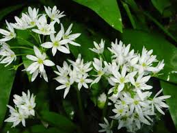 Image result for Allium ursinum