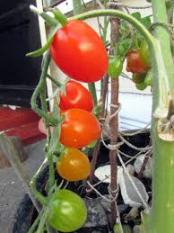 2) fence them if you already have a fence structure in your garden, you can use it for supporting tomatoes or other vining crops. How To Grow Plum Tomatoes From Seeds In Containers Dengarden
